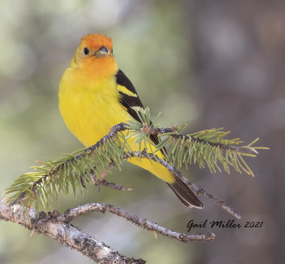 Western Tanager, male