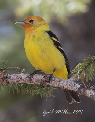 Western Tanager, male