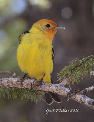 Western Tanager, male