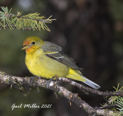 Western Tanager, female