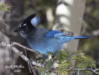 Steller's Jay