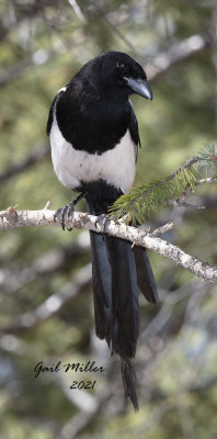 Black-billed Magpie
Yard Bird #15