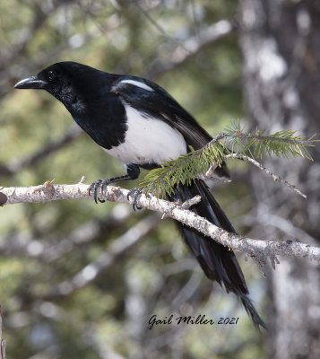 Black-billed Magpie