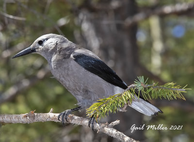 Clark's Nutcracker