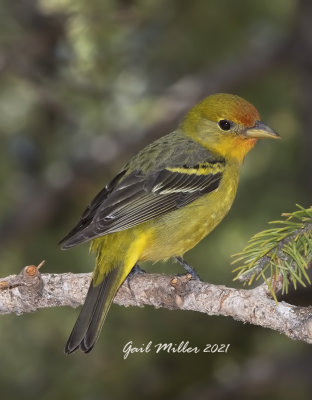 Western Tanager, female