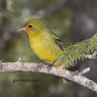 Western Tanager, female