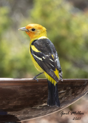 Western Tanager, male