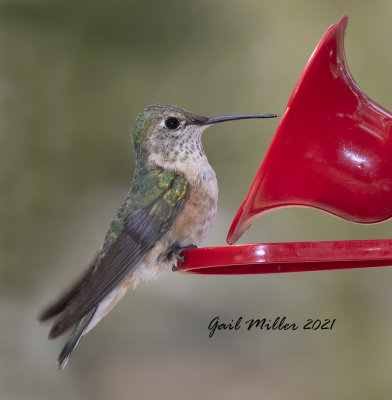 Broad-tailed Hummingbird, female. 