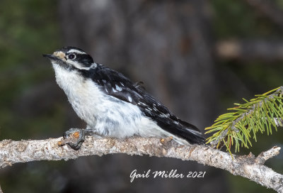 Downy Woodpecker
Yard Bird #17