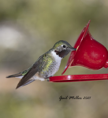 Broad-tailed Hummingbird, male.