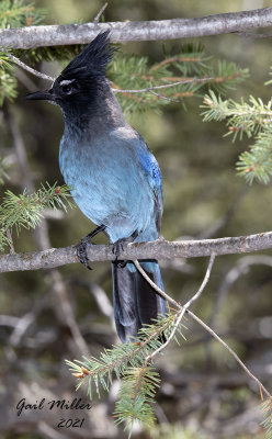 Steller's Jay