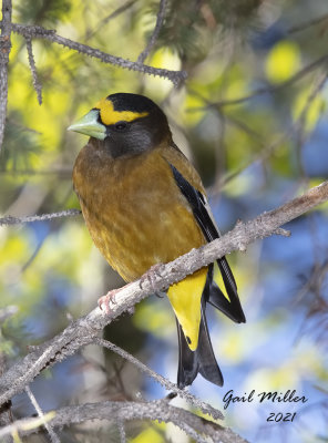 Evening Grosbeak, male.