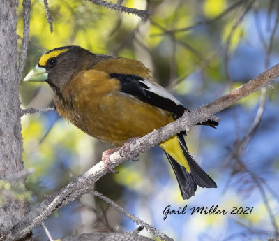 Evening Grosbeak, male.