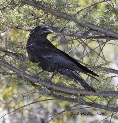 American Crow
Yard Bird #20