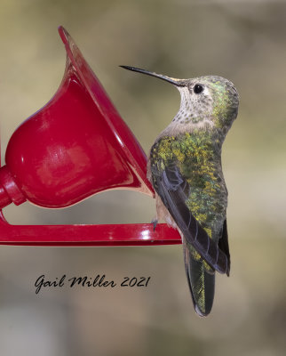 Broad-tailed Hummingbird, female. 