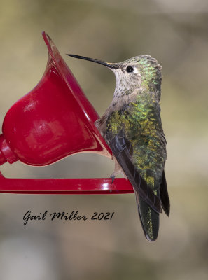 Broad-tailed Hummingbird, female. 