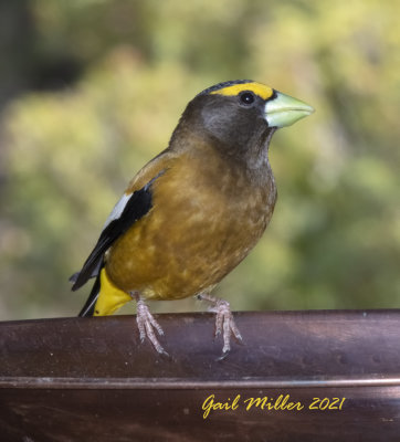 Evening Grosbeak, male.