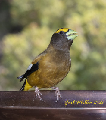 Evening Grosbeak, male.