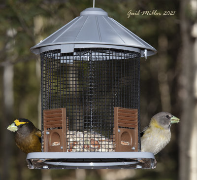 Evening Grosbeak, male and female.