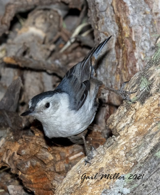 White-breasted Nuthatch