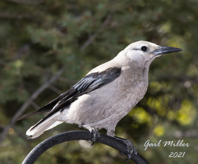 Clark's Nutcracker