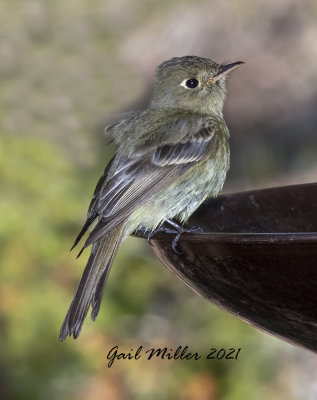 Cordilleran Flycatcher