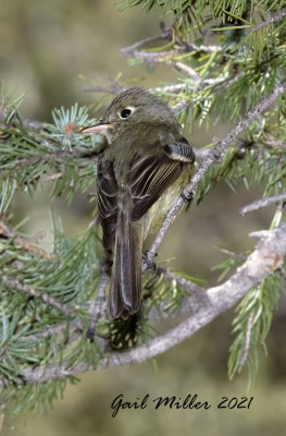 Cordilleran Flycatcher