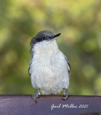 Pygmy Nuthatch