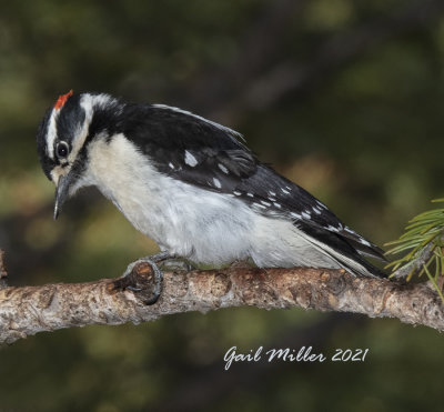 Downy Woodpecker, male.