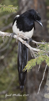 Black-billed Magpie