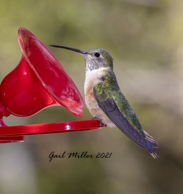 Broad-tailed Hummingbird, female.