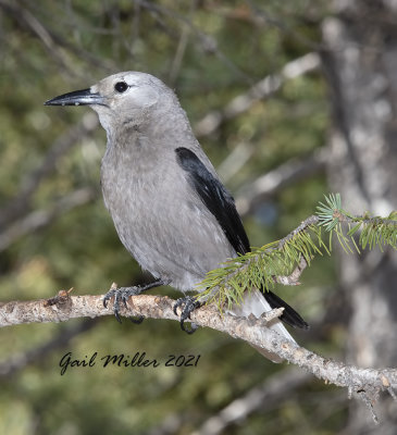 Clark's Nutcracker