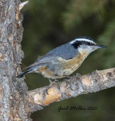 Red-breasted Nuthatch