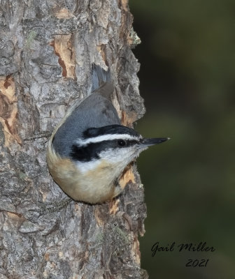 Red-breasted Nuthatch