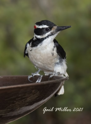 Hairy Woodpecker, male.