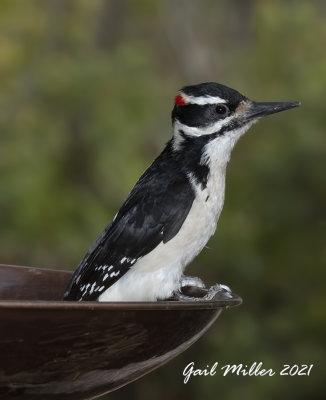 Hairy Woodpecker, male.