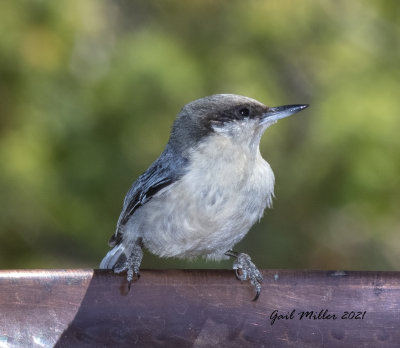 Pygmy Nuthatch 