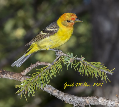 Western Tanager, male. 