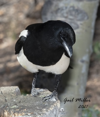 Black-billed Magpie