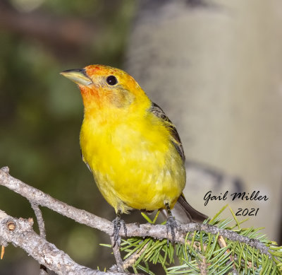 Western Tanager, male. 