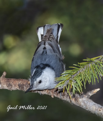 White-breasted Nuthatch 