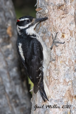 Hairy Woodpecker, male. 