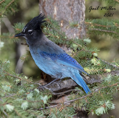 Steller's Jay 