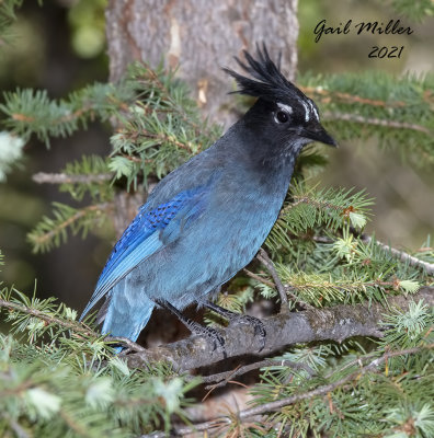 Steller's Jay 