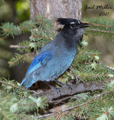 Steller's Jay 