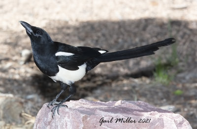 Black-billed Magpie 