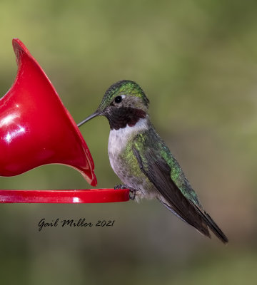 Broad-tailed Hummingbird, male.