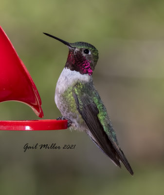 Broad-tailed Hummingbird, male.