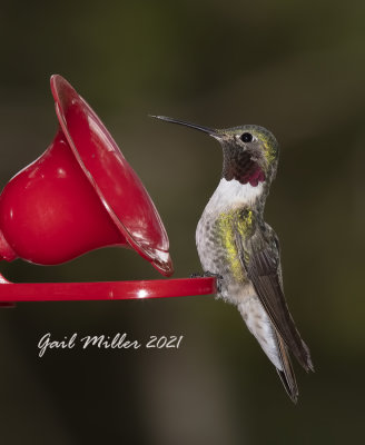 Broad-tailed Hummingbird, male.