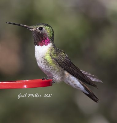 Broad-tailed Hummingbird, male.